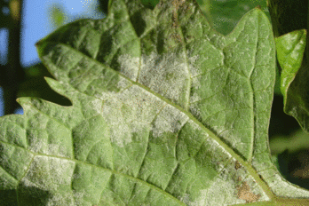 Pozor na primární infekci peronospory