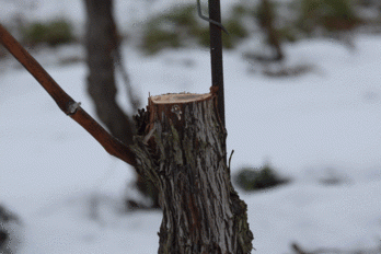 Základem úspěšného řezu je snížení počtu řezných ran