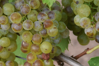 Extrémní poškození sluncem u bobulí