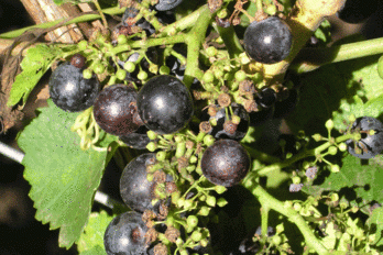 Mikroprvky a půdní rozbor