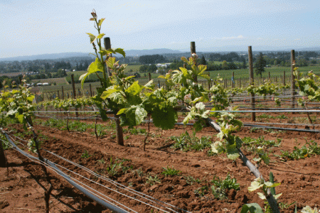 Začínáme s prvními postřiky