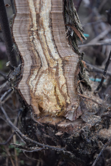 Obrázek 6 - Totální zničení dřeva na patě kmínku.