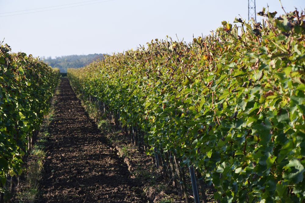 Obrázek 3 - Výraznějšípoškození zálistků plisní révy u varianty Sauvignon blanc-neošetřená kontrola