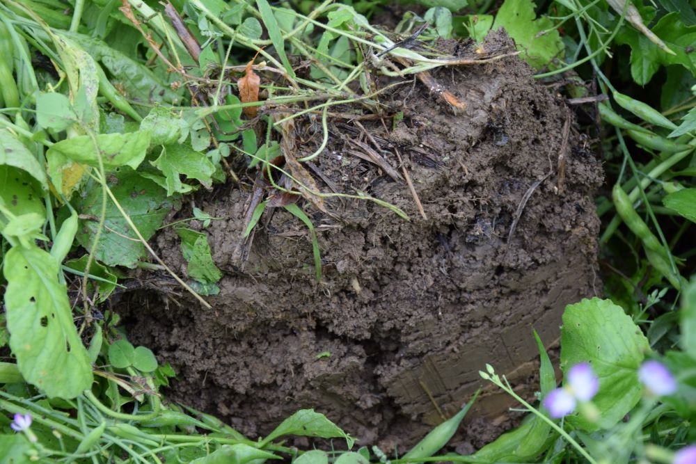 Zelené hnojení slouží k prokypření půdy a obohacení o humus