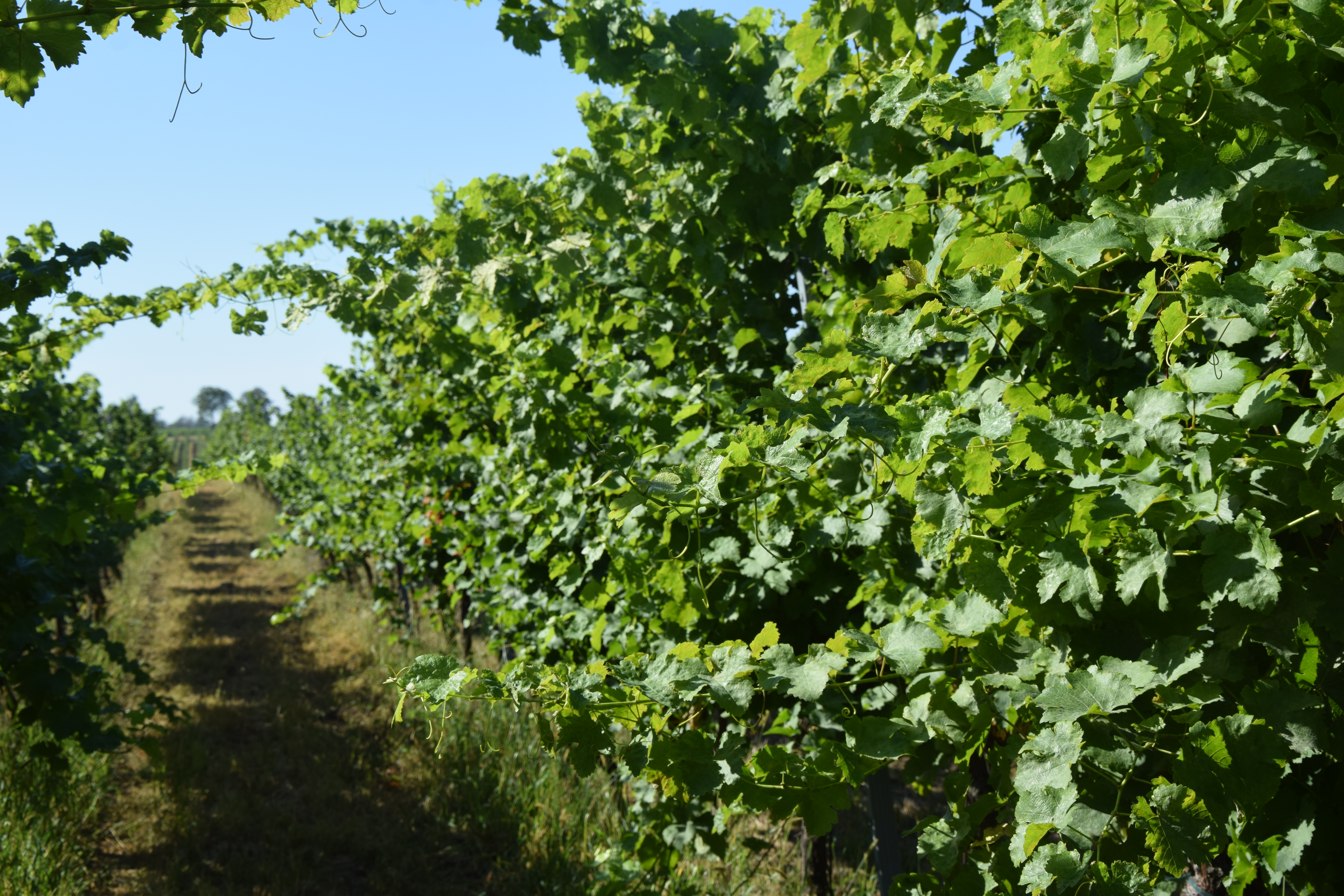Obrázek 2 - Vynikající růstová vitalita odrůdy Sauvignon blanc.